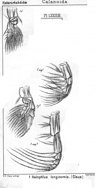Haloptilus longicornis from Sars, G.O. 1902 Haloptilus longicornis from Sars, G.O. 1902