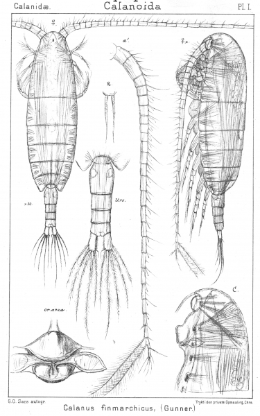 Calanus finmarchicus from Sars, G.O. 1901 Calanus finmarchicus from Sars, G.O. 1901