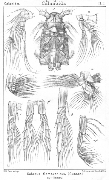Calanus finmarchicus from Sars, G.O. 1901 Calanus finmarchicus from Sars, G.O. 1901