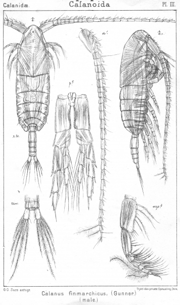 Calanus finmarchicus from Sars, G.O. 1901 Calanus finmarchicus from Sars, G.O. 1901