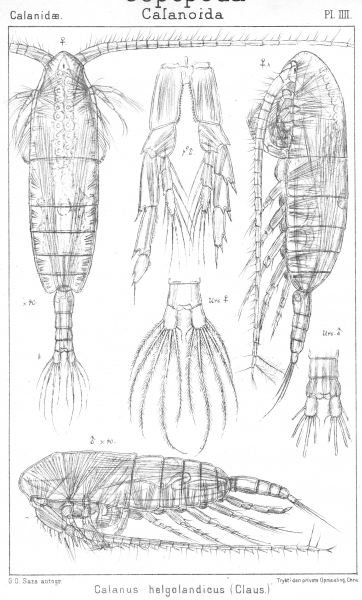 Calanus helgolandicus from Sars, G.O. 1901 Calanus helgolandicus from Sars, G.O. 1901