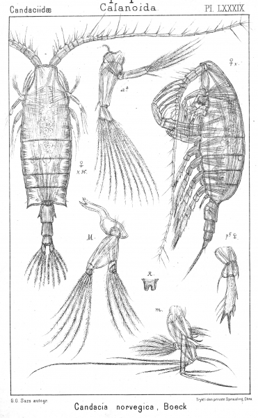 Candacia norvegica from Sars, G.O. 1902 Candacia norvegica from Sars, G.O. 1902