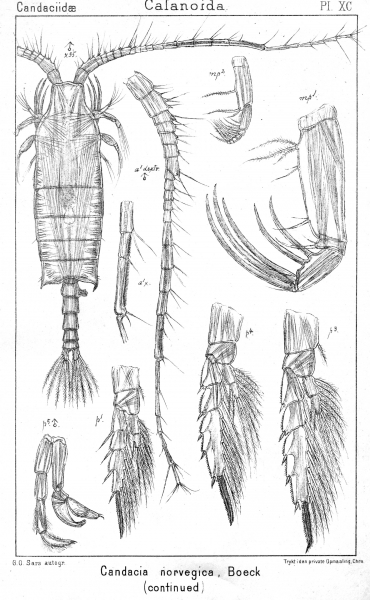 Candacia norvegica from Sars, G.O. 1902 Candacia norvegica from Sars, G.O. 1902
