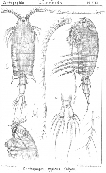 Centropages typicus from Sars, G.O. 1902 Centropages typicus from Sars, G.O. 1902