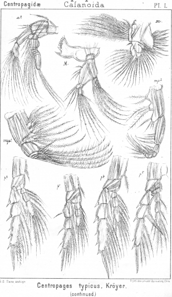 Centropages typicus from Sars, G.O. 1902 Centropages typicus from Sars, G.O. 1902