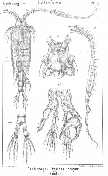 Centropages typicus from Sars, G.O. 1902 Centropages typicus from Sars, G.O. 1902