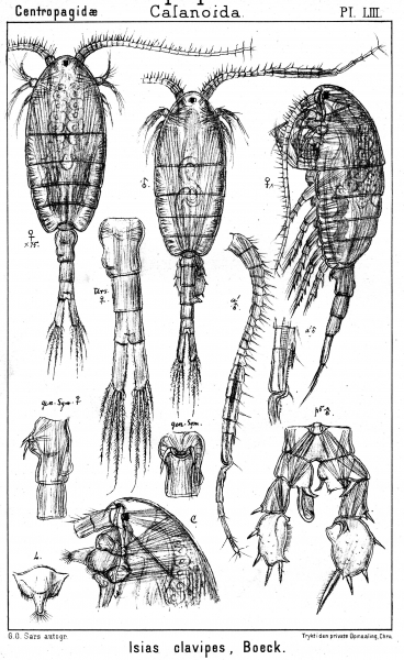 Isias clavipes from Sars, G.O. 1902 Isias clavipes from Sars, G.O. 1902