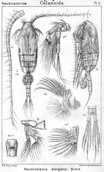 Pseudocalanus elongatus from Sars, G.O. 1901 Pseudocalanus elongatus from Sars, G.O. 1901