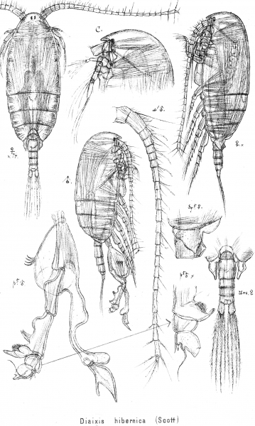 Diaixis hibernica from Sars, G.O. 1902 Diaixis hibernica from Sars, G.O. 1902