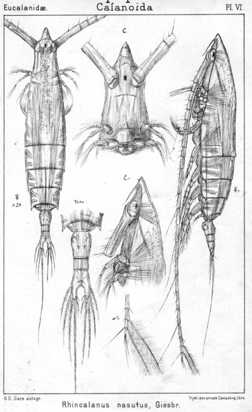 Rhincalanus nasutus from Sars, G.O. 1901 Rhincalanus nasutus from Sars, G.O. 1901