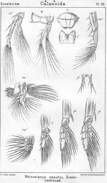 Rhincalanus nasutus from Sars, G.O. 1901 Rhincalanus nasutus from Sars, G.O. 1901