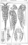 Copepoda