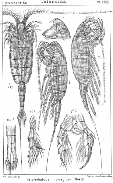 Heterorhabdus norvegicus from Sars, G.O. 1902 Heterorhabdus norvegicus from Sars, G.O. 1902