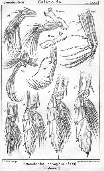 Heterorhabdus norvegicus from Sars, G.O. 1902 Heterorhabdus norvegicus from Sars, G.O. 1902
