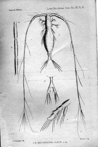 Mecynocera clausi from Thompson 1888 Mecynocera clausi from Thompson 1888