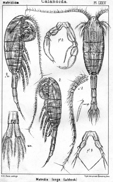 Metridia longa from Sars, G.O. 1902 Metridia longa from Sars, G.O. 1902
