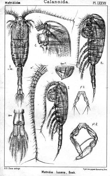 Metridia lucens from Sars, G.O. 1902 Metridia lucens from Sars, G.O. 1902