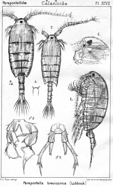 Parapontella brevicornis from Sars, G.O. 1903 Parapontella brevicornis from Sars, G.O. 1903