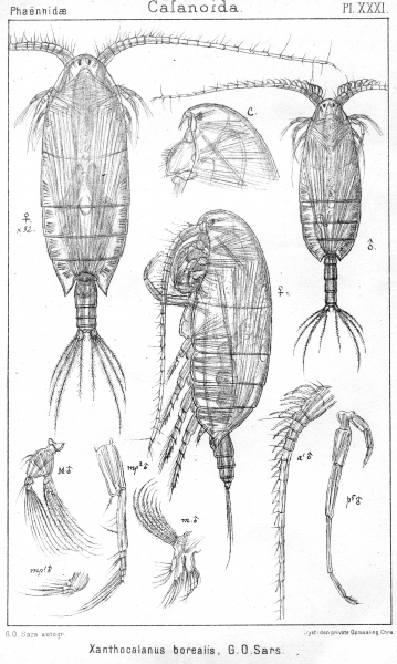 Xanthocalanus borealis from Sars, G.O. 1902 Xanthocalanus borealis from Sars, G.O. 1902