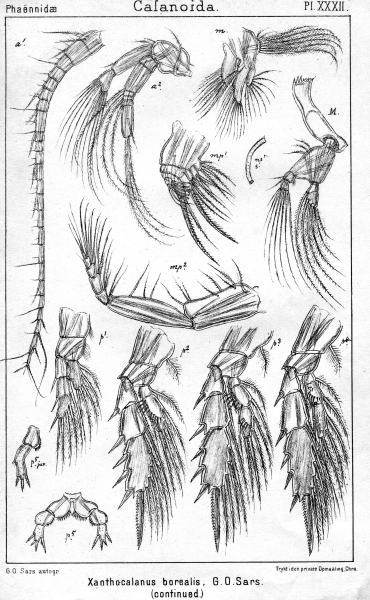 Xanthocalanus borealis from Sars, G.O. 1902 Xanthocalanus borealis from Sars, G.O. 1902