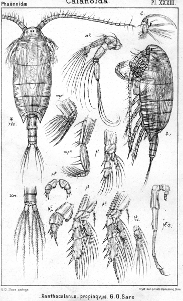 Xanthocalanus propinquus from Sars, G.O. 1902 Xanthocalanus propinquus from Sars, G.O. 1902