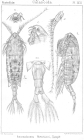 Anomalocera patersoni from Sars, G.O. 1902