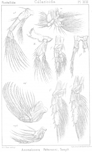 Anomalocera patersoni from Sars, G.O. 1902 Anomalocera patersoni from Sars, G.O. 1902
