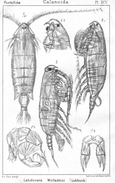 Labidocera wollastoni from Sars, G.O. 1902 Labidocera wollastoni from Sars, G.O. 1902