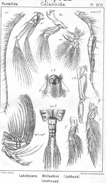 Labidocera wollastoni from Sars, G.O. 1902 Labidocera wollastoni from Sars, G.O. 1902