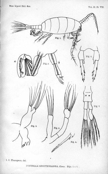 Pontella mediterranea from Thompson 1888 Pontella mediterranea from Thompson 1888