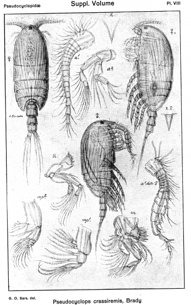 Pseudocyclops crassiremis from Sars, G.O. 1919 Pseudocyclops crassiremis from Sars, G.O. 1919