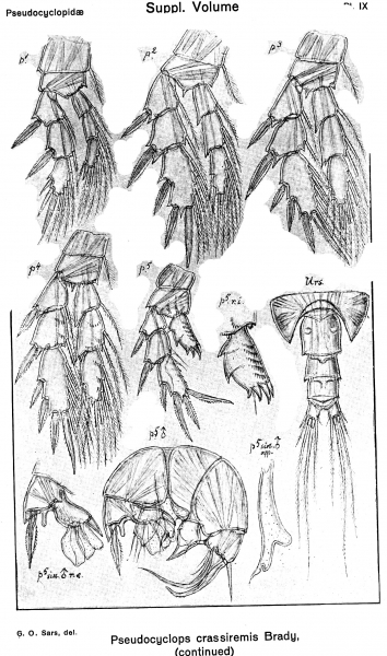 Pseudocyclops crassiremis from Sars, G.O. 1919 Pseudocyclops crassiremis from Sars, G.O. 1919