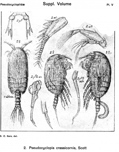 Pseudocyclopia crassicornis from Sars, G.O. 1919 Pseudocyclopia crassicornis from Sars, G.O. 1919