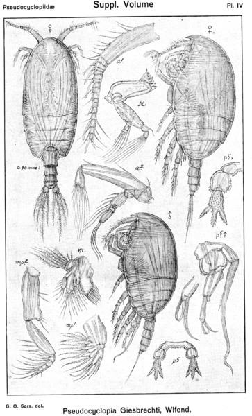 Pseudocyclopia giesbrechti from Sars, G.O. 1919 Pseudocyclopia giesbrechti from Sars, G.O. 1919