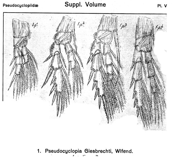 Pseudocyclopia giesbrechti from Sars, G.O. 1919 Pseudocyclopia giesbrechti from Sars, G.O. 1919