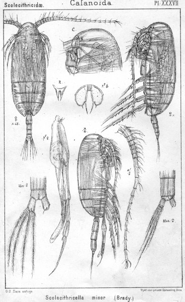 Scolecithricella minor from Sars, G.O. 1902 Scolecithricella minor from Sars, G.O. 1902