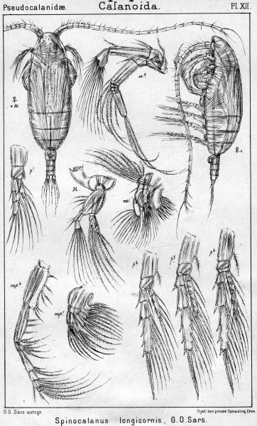 Spinocalanus longicornis from Sars, G.O. 1901 Spinocalanus longicornis from Sars, G.O. 1901