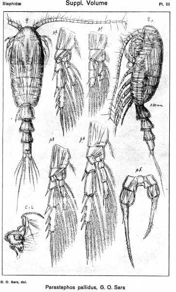 Parastephos pallidus from Sars, G.O. 1919 Parastephos pallidus from Sars, G.O. 1919