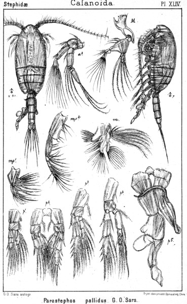 Parastephos pallidus from Sars, G.O. 1902 Parastephos pallidus from Sars, G.O. 1902