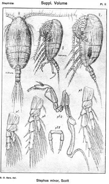Stephos minor from Sars, G.O. 1919 Stephos minor from Sars, G.O. 1919