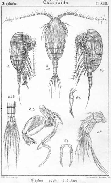 Stephos scotti from Sars, G.O. 1902 Stephos scotti from Sars, G.O. 1902