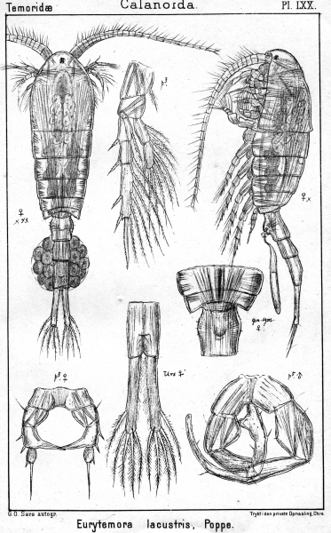 Eurytemora lacustris from Sars, G.O. 1902 Eurytemora lacustris from Sars, G.O. 1902