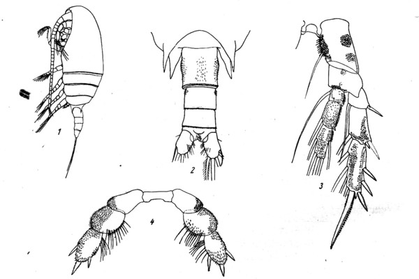 Neoscolecithrix farrani from Smirnov 1935 Neoscolecithrix farrani from Smirnov 1935