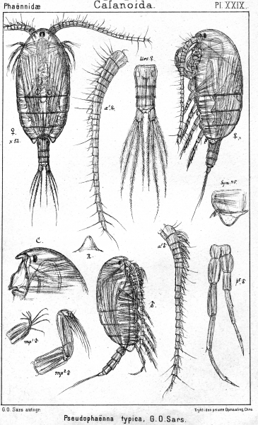 Pseudophaenna typica from Sars, G.O. 1902 Pseudophaenna typica from Sars, G.O. 1902