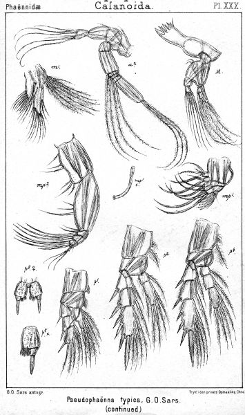 Pseudophaenna typica from Sars, G.O. 1902 Pseudophaenna typica from Sars, G.O. 1902