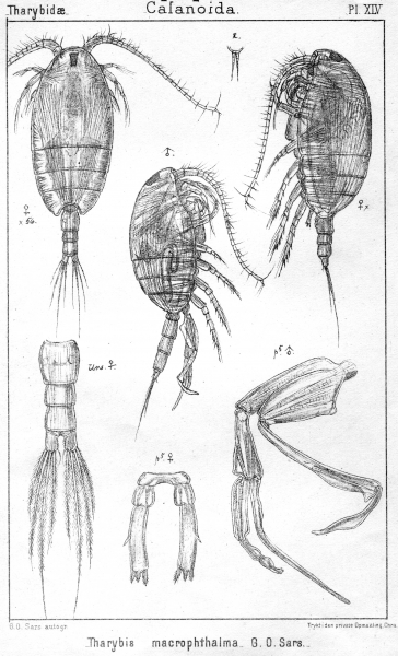 Tharybis macrophthalma from Sars, G.O. 1902 Tharybis macrophthalma from Sars, G.O. 1902