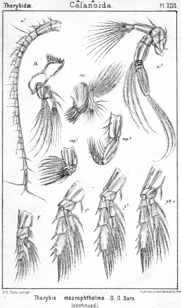 Tharybis macrophthalma from Sars, G.O. 1902 Tharybis macrophthalma from Sars, G.O. 1902