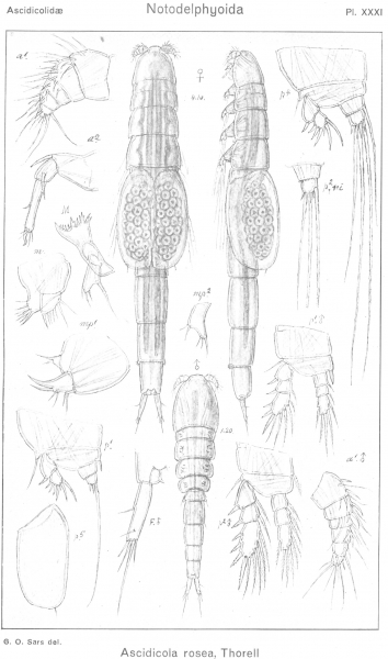Ascidicola rosea from Sars, G.O. 1921 Ascidicola rosea from Sars, G.O. 1921