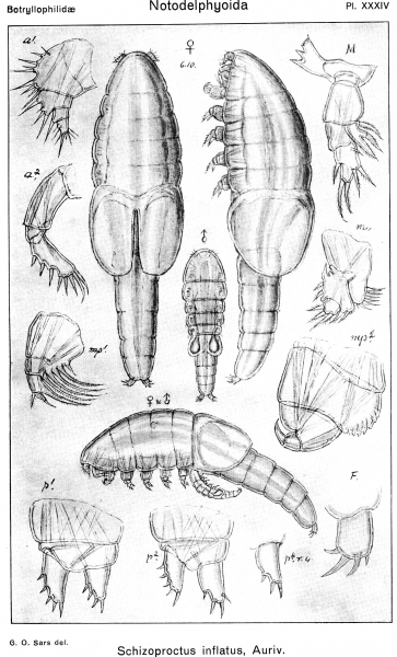 Schizoproctus inflatus from Sars, G.O. 1921 Schizoproctus inflatus from Sars, G.O. 1921