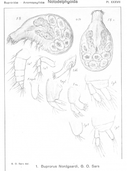 Buprorus nordgaardi from Sars, G.O. 1921 Buprorus nordgaardi from Sars, G.O. 1921